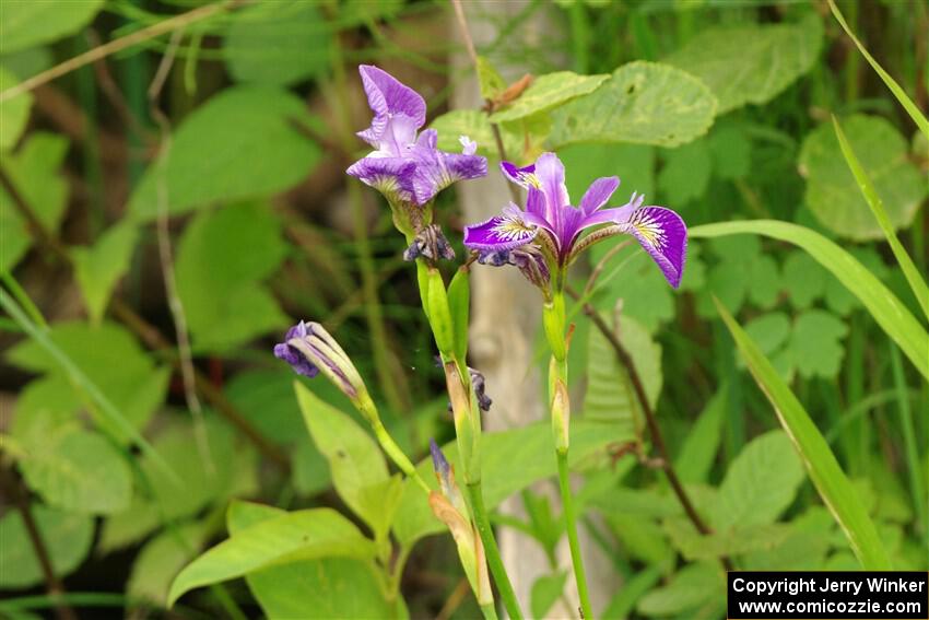 Northern Blue Flag Irises along the lakeshore.