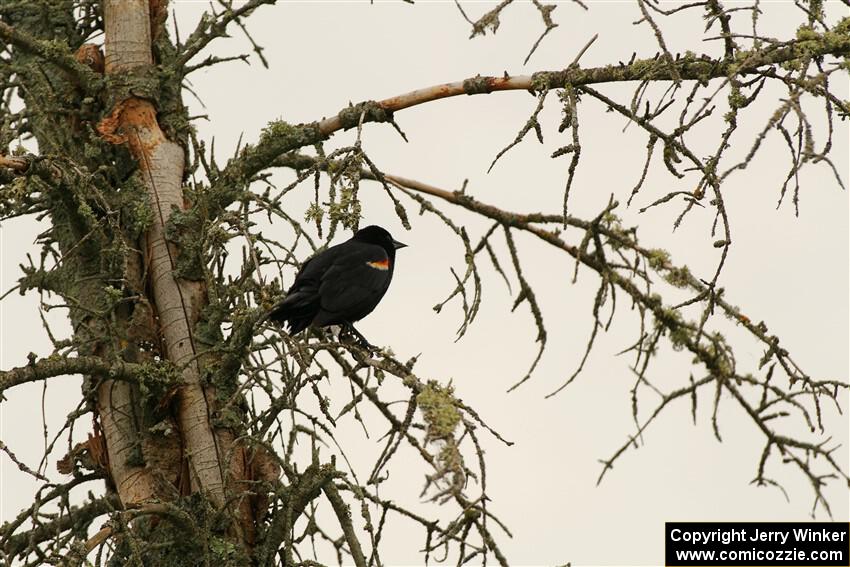 A Red-winged Blackbird rests in a dead evergreen tree.