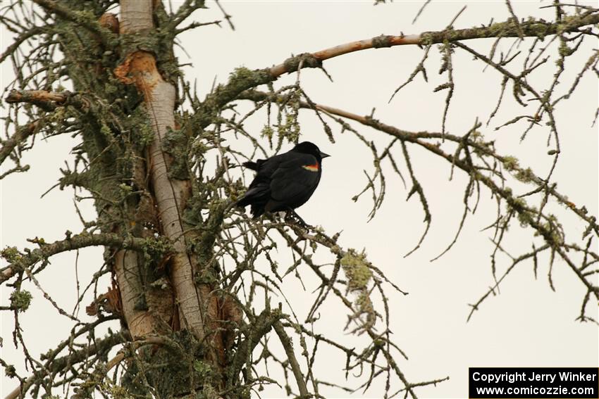 A Red-winged Blackbird rests in a dead evergreen tree.