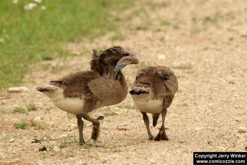 A pair of Canadian goslings walk down the dirt road.