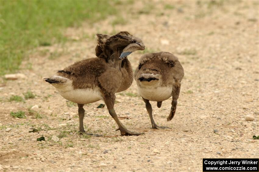 A pair of Canadian goslings walk down the dirt road.