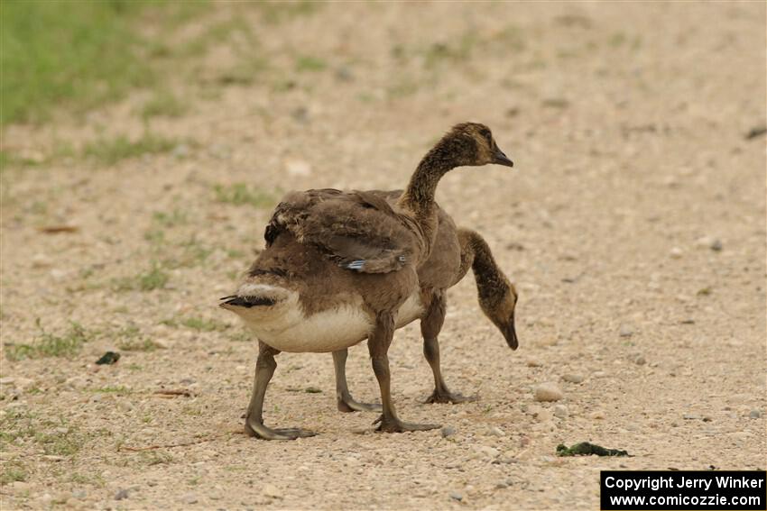 A pair of Canadian goslings walk down the dirt road.