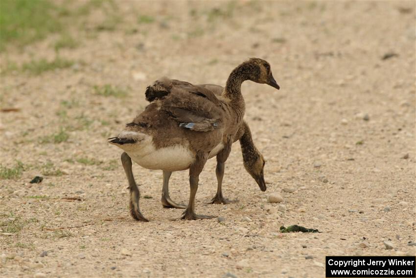 A pair of Canadian goslings walk down the dirt road.