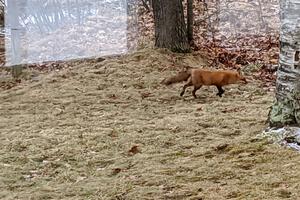 A red fox trots across the front lawn at the cabin in search of food.