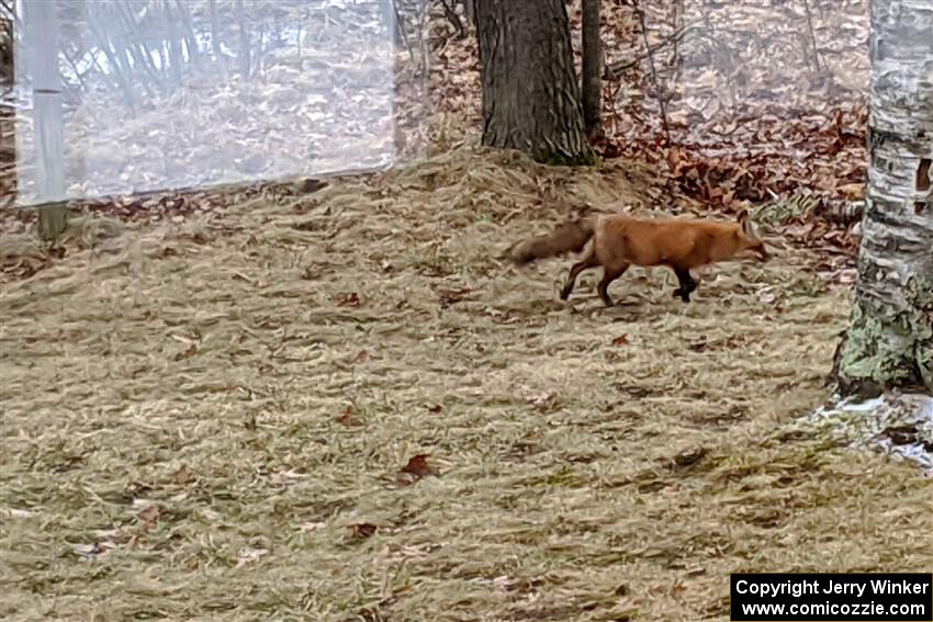 A red fox trots across the front lawn at the cabin in search of food.