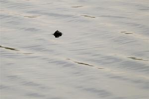 A snapping turtle pops his head above water during SS6, Camp 3 South.