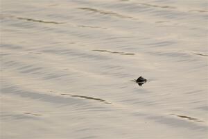 A snapping turtle pops his head above water during SS6, Camp 3 South.