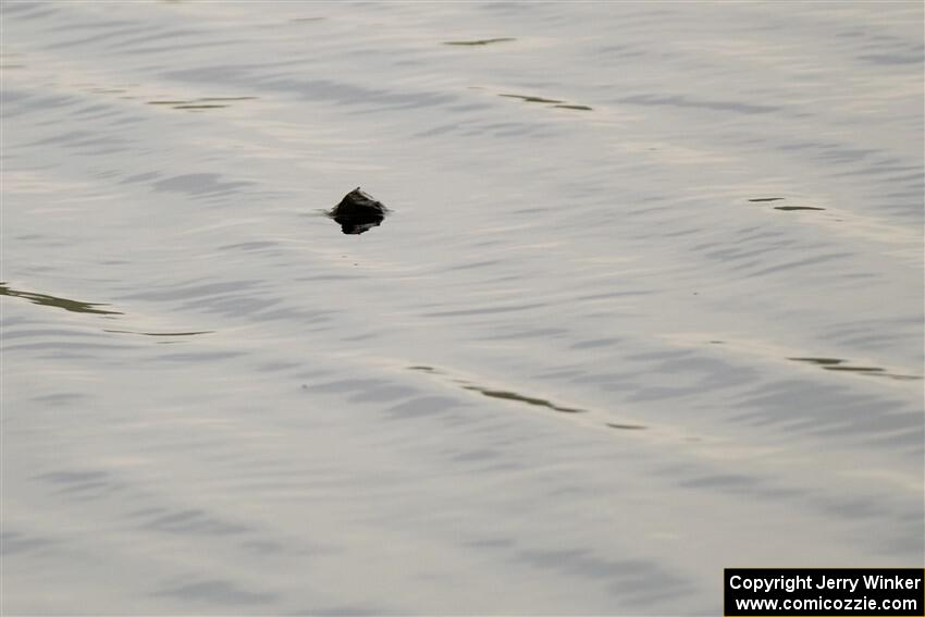 A snapping turtle pops his head above water during SS6, Camp 3 South.