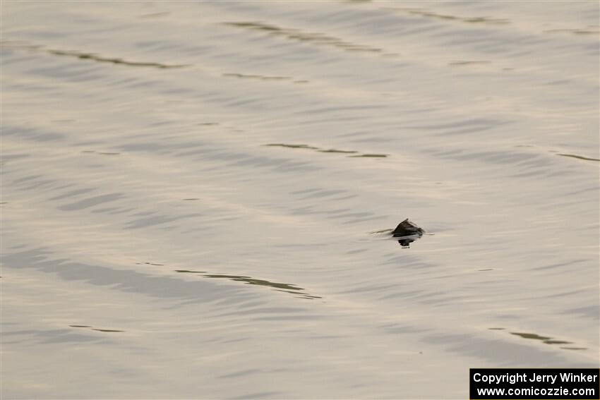 A snapping turtle pops his head above water during SS6, Camp 3 South.