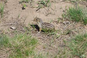 Thirteen-lined ground squirrel