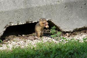 A thirteen-lined ground squirrel grabs a snack during the Porsche GT3 Cup race.