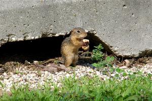 A thirteen-lined ground squirrel grabs a snack during the Porsche GT3 Cup race.