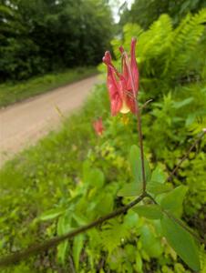 Eastern Red Columbine flower