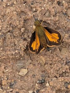 Hobomok Skipper butterfly