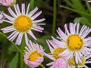 Showy Fleabane flowers