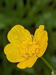 Meadow Buttercup flower