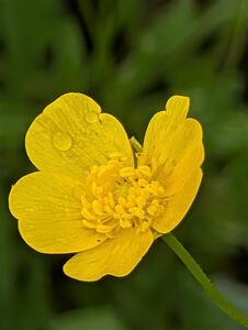 Meadow Buttercup flower