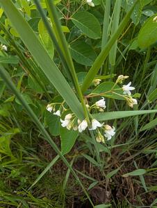 Spreading Dogbane flowers