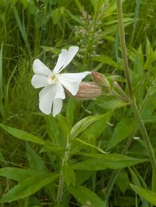 White Campion flower