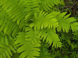 Interrupted Fern