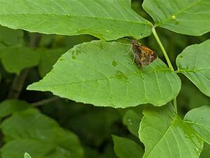 Peck's Skipper butterfly