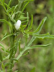 A Spittlebug spittle mass on a plant
