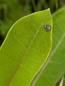A jumping spider on a Milkweed plant