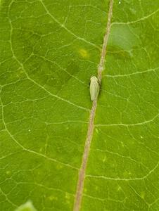 Tea Green Leafhopper on a Milkweed plant