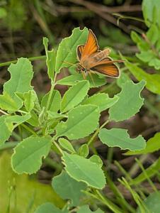 European Skipper butterfly on Cathedral Bells plant
