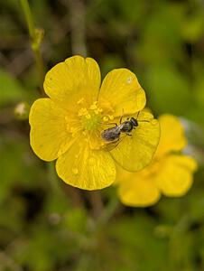 A sweat bee on a Meadow Buttercup flower.