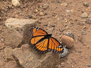 Viceroy Butterfly