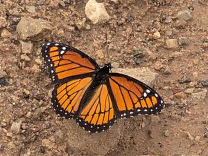Viceroy Butterfly