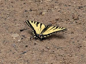 Canadian Tiger Swallowtail Butterfly