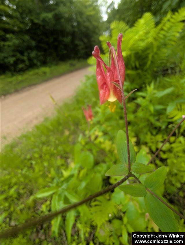 Eastern Red Columbine flower