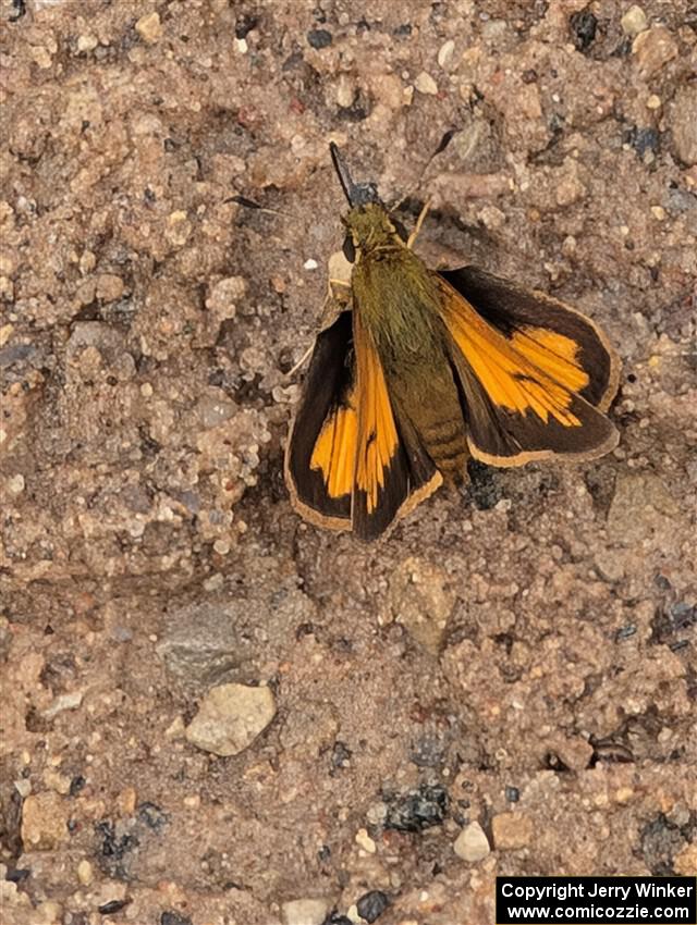 Hobomok Skipper butterfly