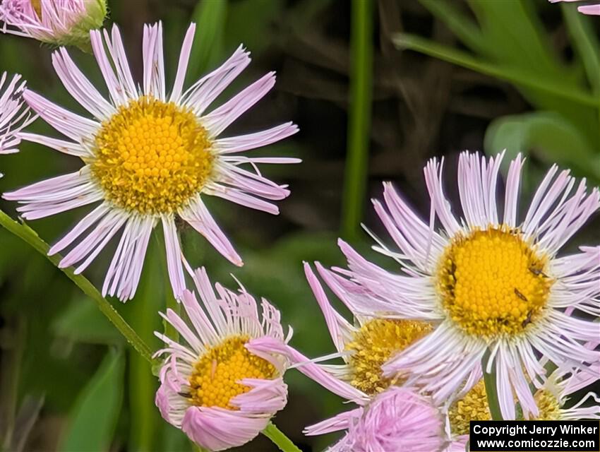 Showy Fleabane flowers