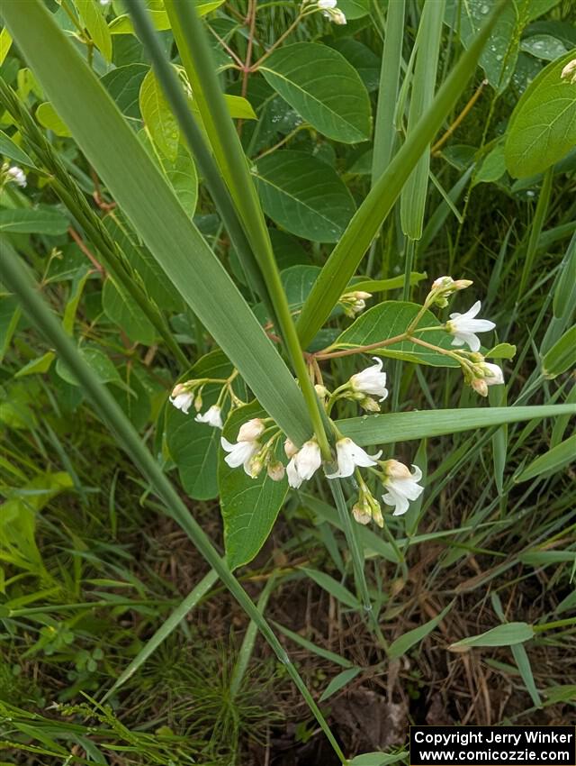 Spreading Dogbane flowers