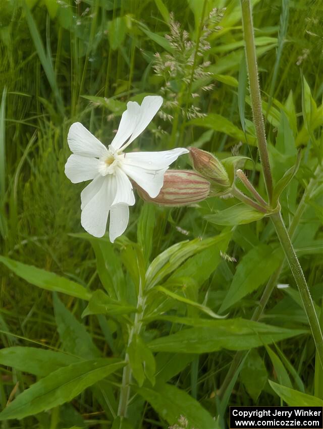 White Campion flower