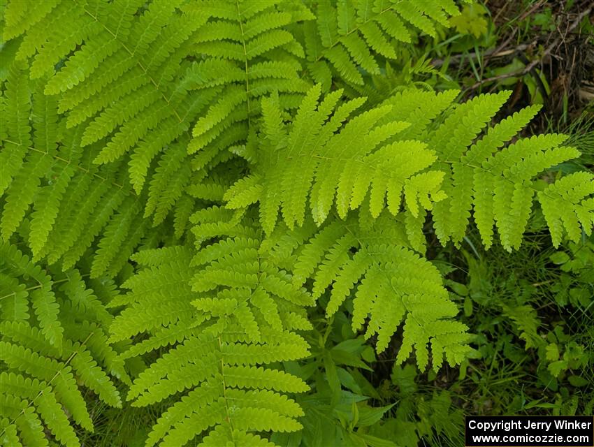 Interrupted Fern