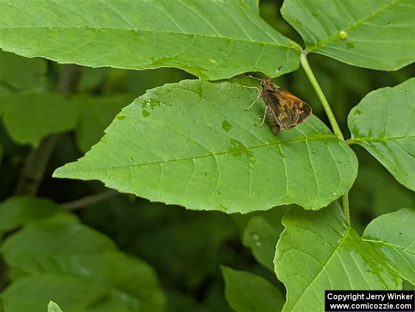 Peck's Skipper butterfly