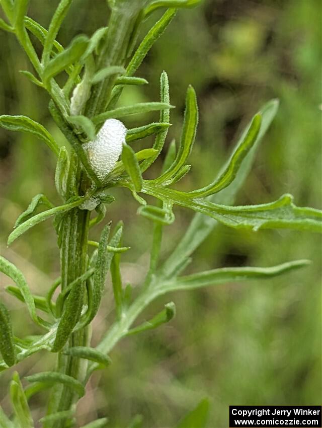 A Spittlebug spittle mass on a plant