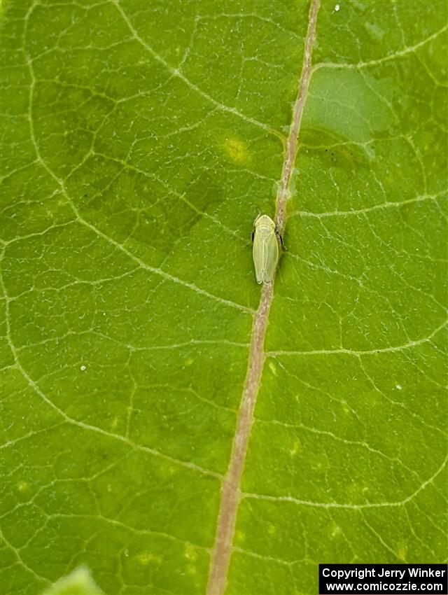 Tea Green Leafhopper on a Milkweed plant
