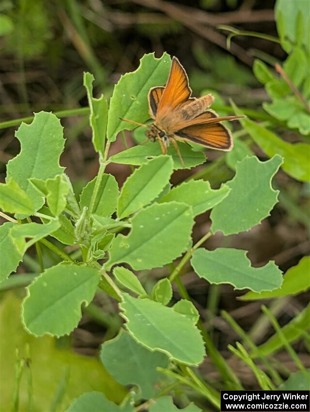 European Skipper butterfly on Cathedral Bells plant