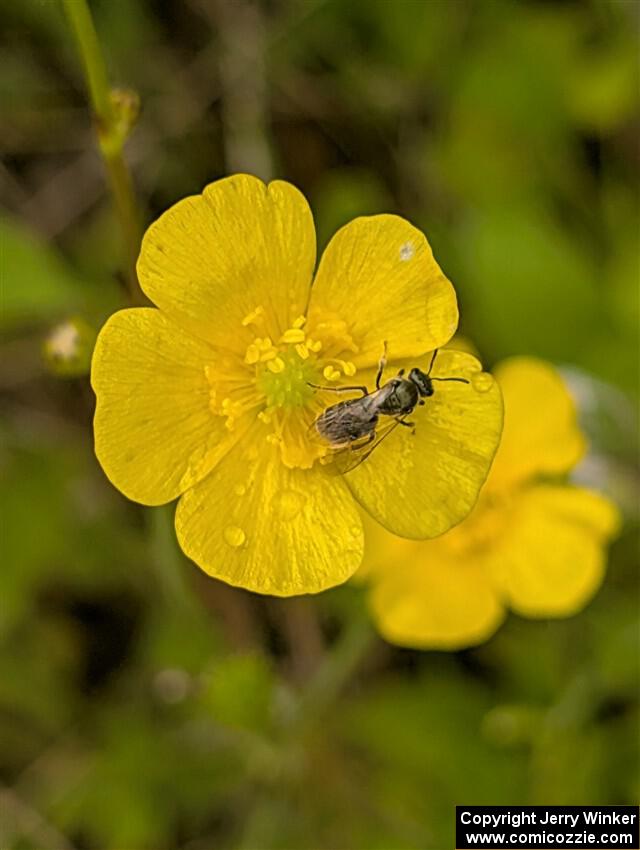A sweat bee on a Meadow Buttercup flower.