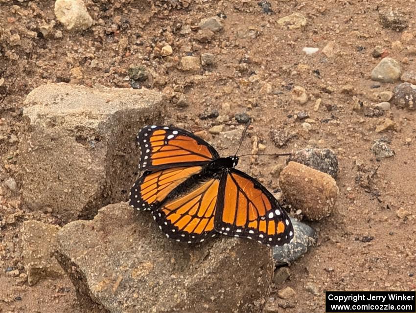 Viceroy Butterfly