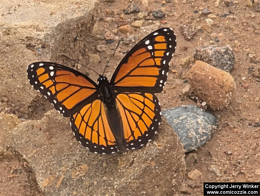 Viceroy Butterfly
