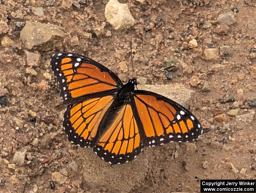Viceroy Butterfly