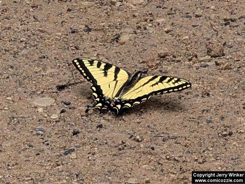 Canadian Tiger Swallowtail Butterfly