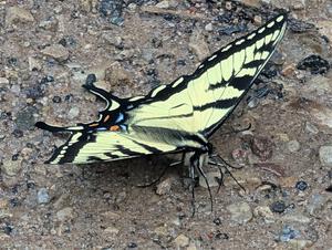 Canadian Tiger Swallowtail Butterfly