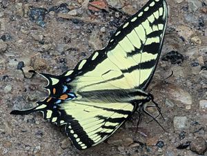 Canadian Tiger Swallowtail Butterfly